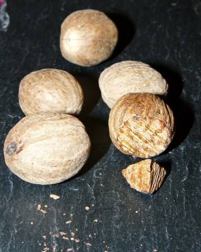 musca galka muszkatolowa