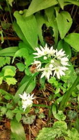 czosnek niedzwiedzi z pszczola