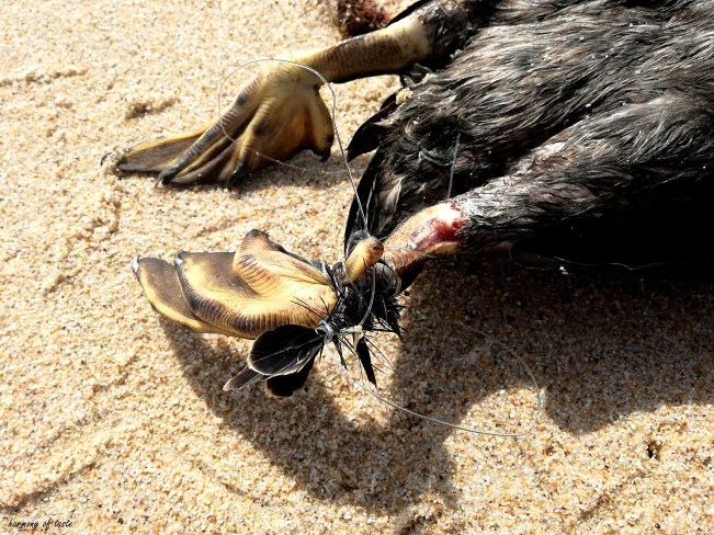 ptak zabitz przez sieci 1.jpg