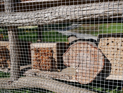 coś dla pszczół 1.JPG