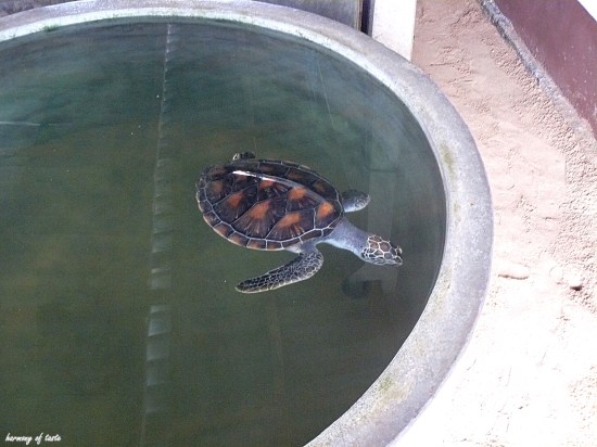 ofiara dzialanosci czlowieka.JPG