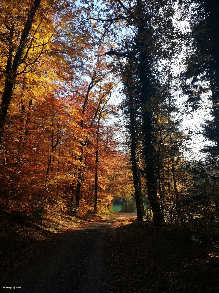 walk in forest 1.jpg