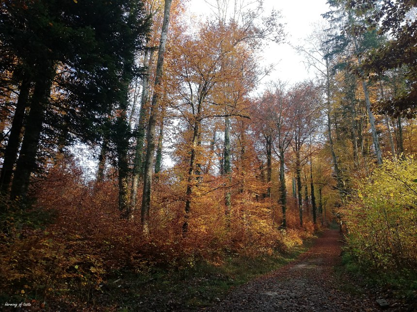 walk in forest 2.jpg