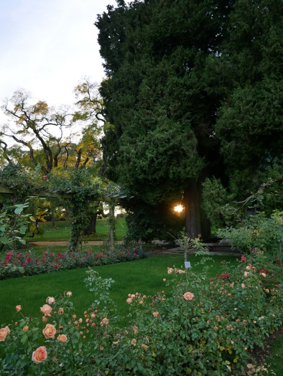 Mainau October light and tree and sun