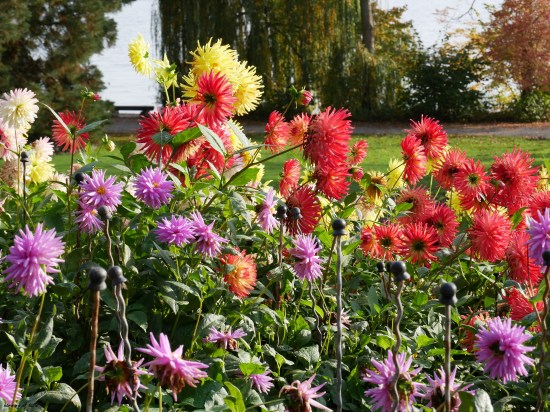 Mainau October light with flowers and water