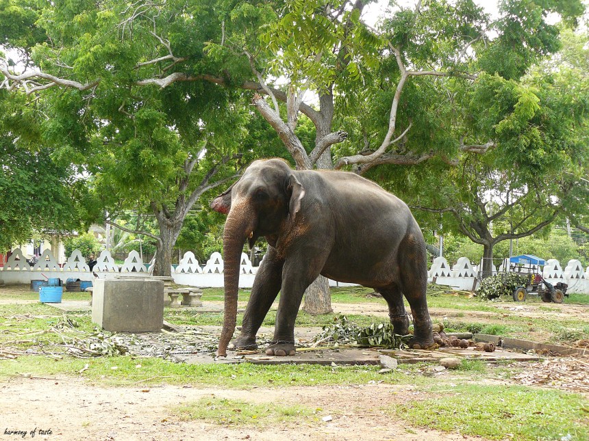 Sri Lanka, Tample Elephant